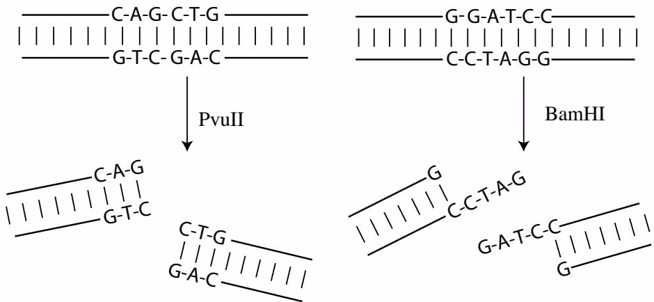 Figure 3 5 Sticky and blunt ends after cutting DNA with restriction enzymes. BamHI and PvuII cut at GGATCC and CAGCTG, r