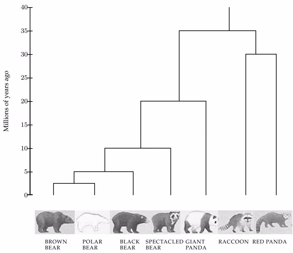Figure 10 7 An evolutionary tree showing the divergence of raccoons and bears. Despite their difference in size and shap