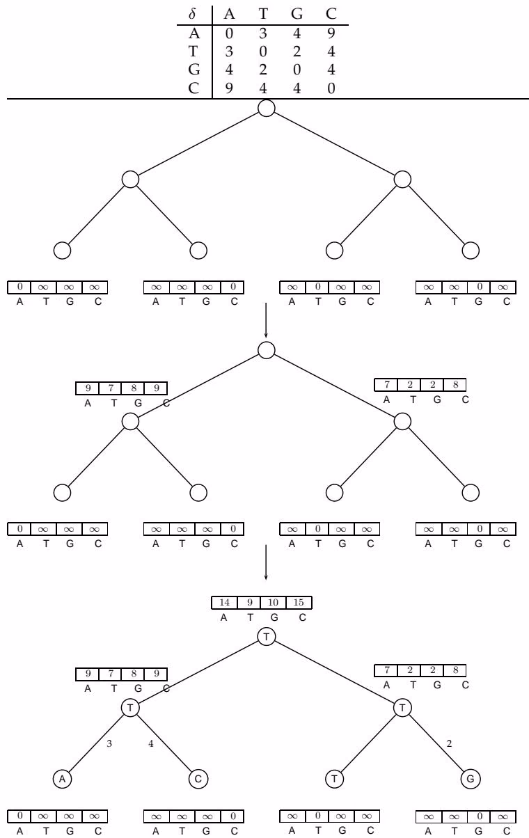 Figure 10 18 An illustration of Sankoff’s algorithm. The leaves of the tree are labeled by $mathsf { bar { A } } , ma