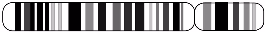 Figure 6 31 Band patterns on human chromosome 4.