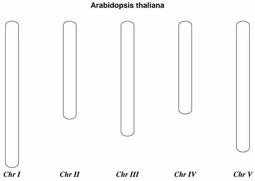 Figure 17.12: Simple chromosome diagram for Arabidopsis thaliana.