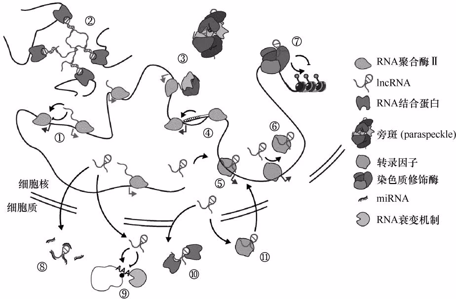 图 7-12 lncRNA 的功能