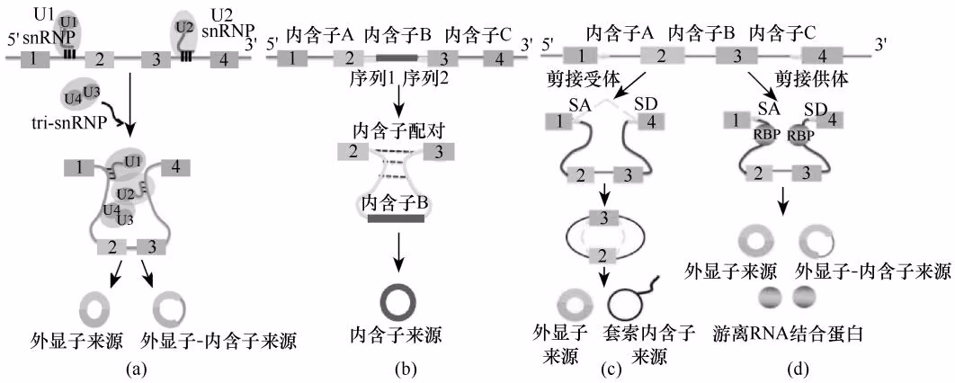 图 7-13 circRNA 形成的 4 种途径