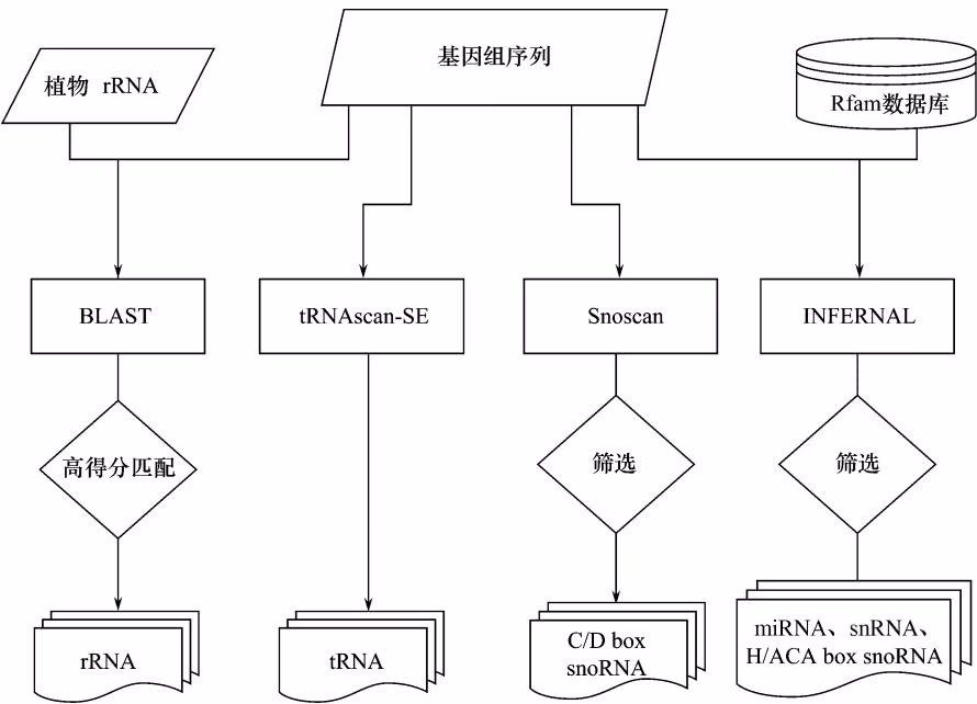 图 5-5 黄瓜基因组中 ncRNA 的预测流程