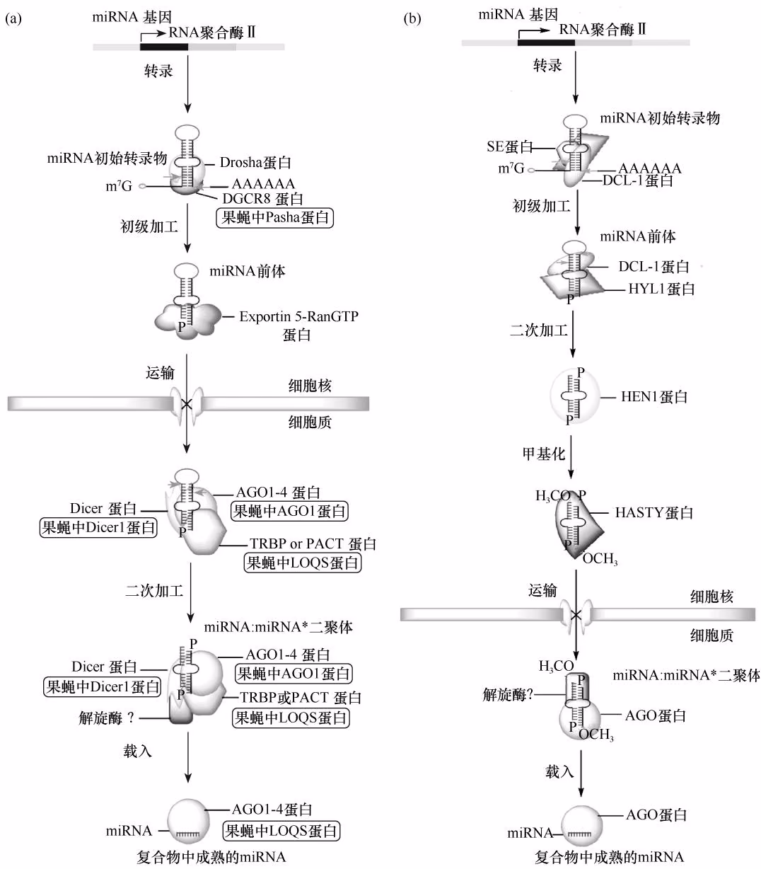 图 7-3 动物（a）和植物（b）miRNA 的生物合成路径