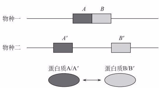图 8-3 根据基因融合事件进行互作蛋白的预测