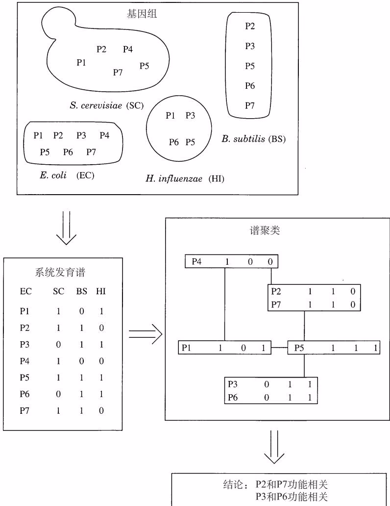 图 8-4 根据系统发育谱进行互作蛋白预测的示意图（Pellegrini et al., 1999）