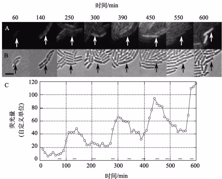 图 10-6 Repressilator 荧光检测结果（不考虑细胞分裂因素）（Elowitz and Leibler，2000）