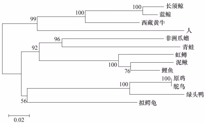 图 11-21 利用 13 个脊椎动物的线粒体细胞色素 b 氨基酸序列构建的 NJ 树