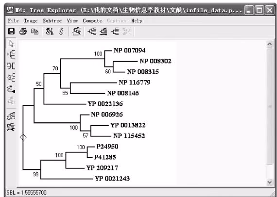 图 11-27 PhyML 软件构建的最大似然树在 MEGA 中的展示