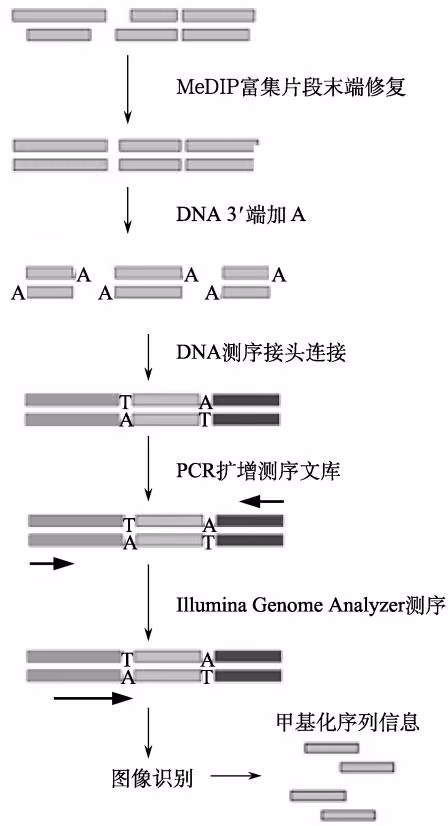 图 14-5 Illumina Genome Analyzer 的 MeDIP-seq 测序过程（Haas and Zody，2010）
