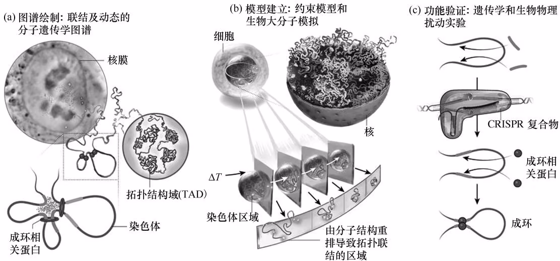 图 14-13 4D 核体计划的 3 个部分（Dekker et al., 2017）