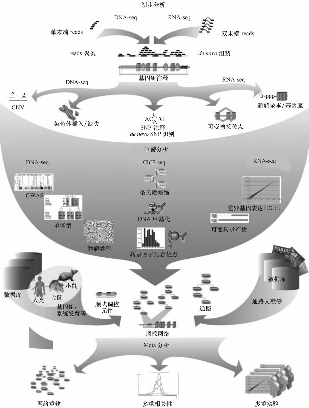 图 14-10 NGS 在功能基因组学中的综合应用（Werner，2010）