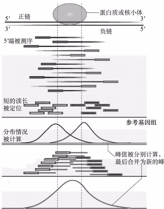 图 14-8 motif 分析（Park, 2009）