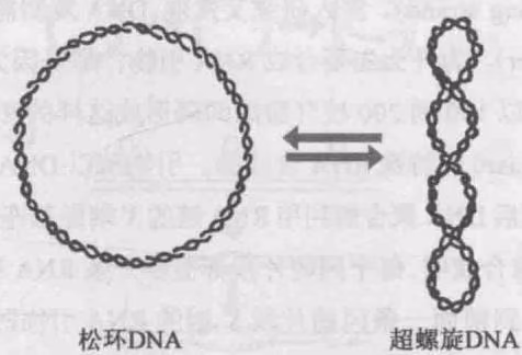 图 5-22 拓扑异构酶介导环状 DNA 分子的超螺旋形成和解除