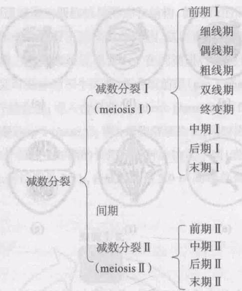 图 3-8 是拟南芥花粉母细胞减数分裂各个阶段的染色体照片。下面谈谈各个时期的变化，我们把注意力放在染色体上。