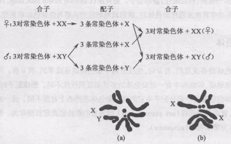 图 6-2 黑腹果蝇的 XY 型性别决定