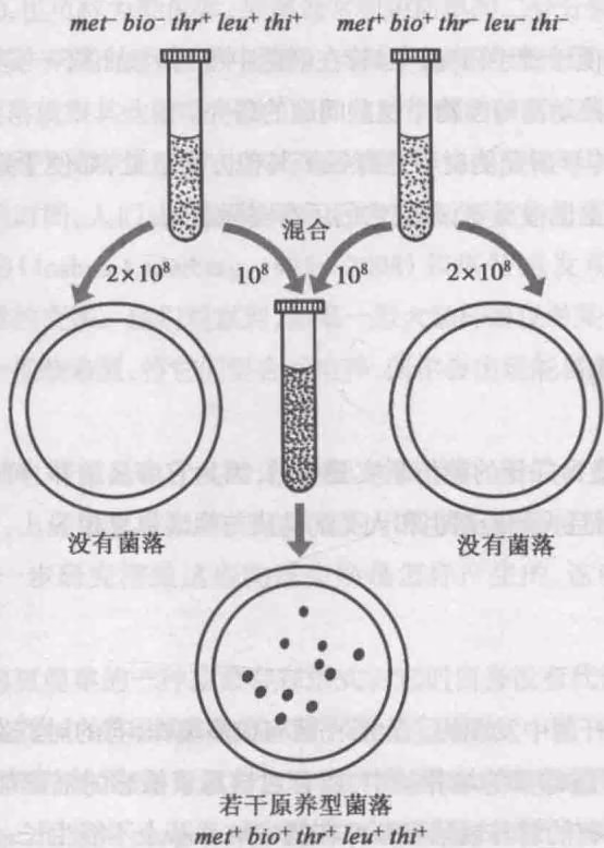 图 8-1 大肠杆菌重组的证明
