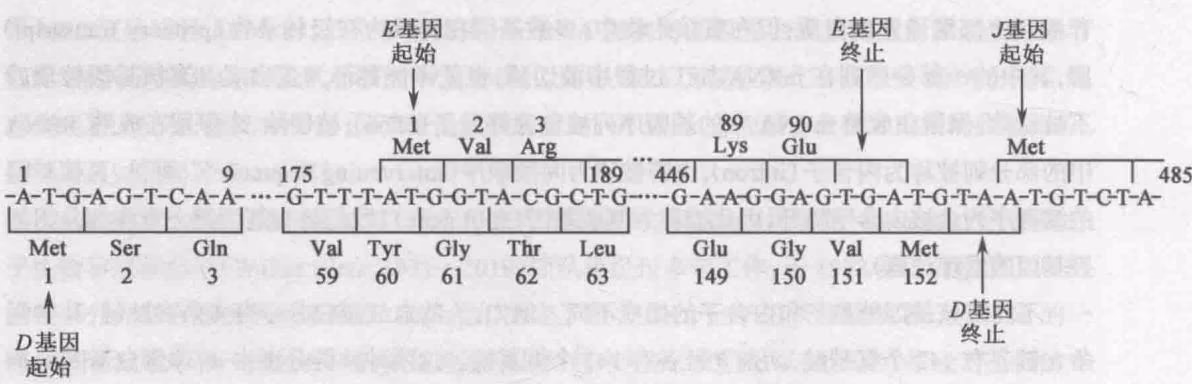 图 5-27 phi 	imes 174 DNA 中 D 基因和 E 基因的开始和终止