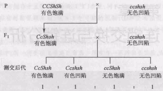 图7-1 有色饱满植株与无色凹陷植株的 $F_{1}$ 的测交理论结果