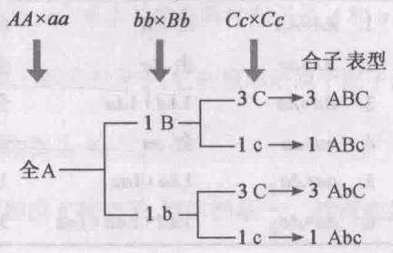图2-12 用分支法推算3对基因杂交产生的基因型和表型