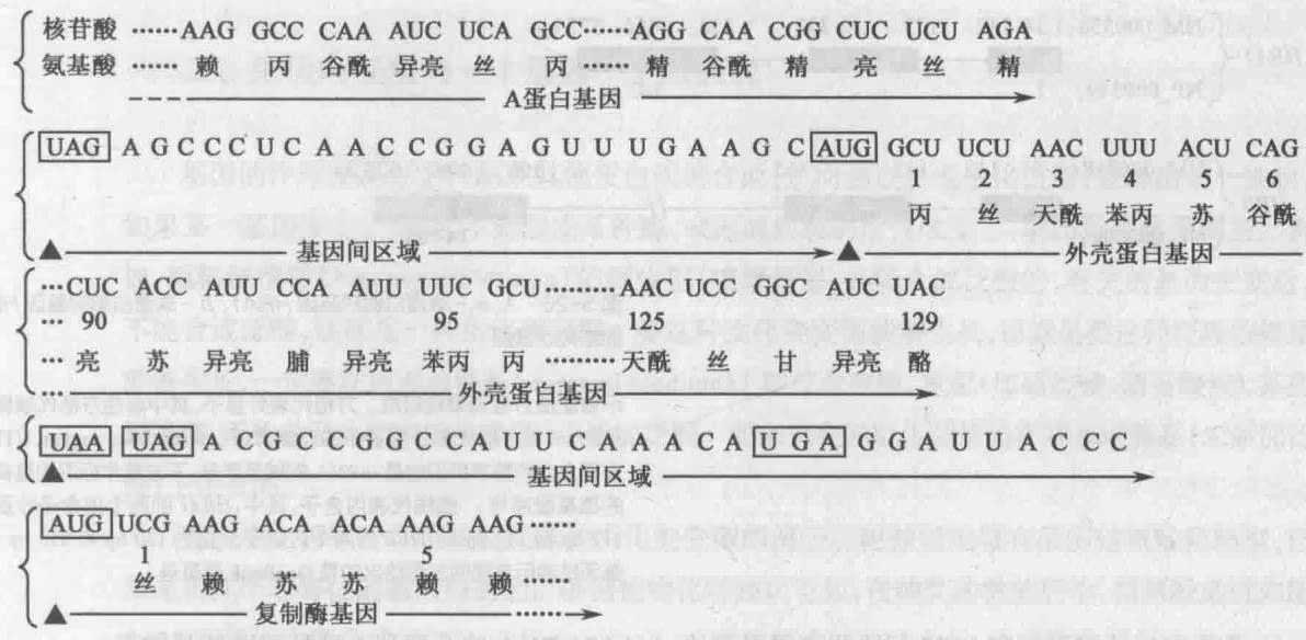 图 5-25 噬菌体 MS2 的部分核苷酸顺序和相应的氨基酸顺序