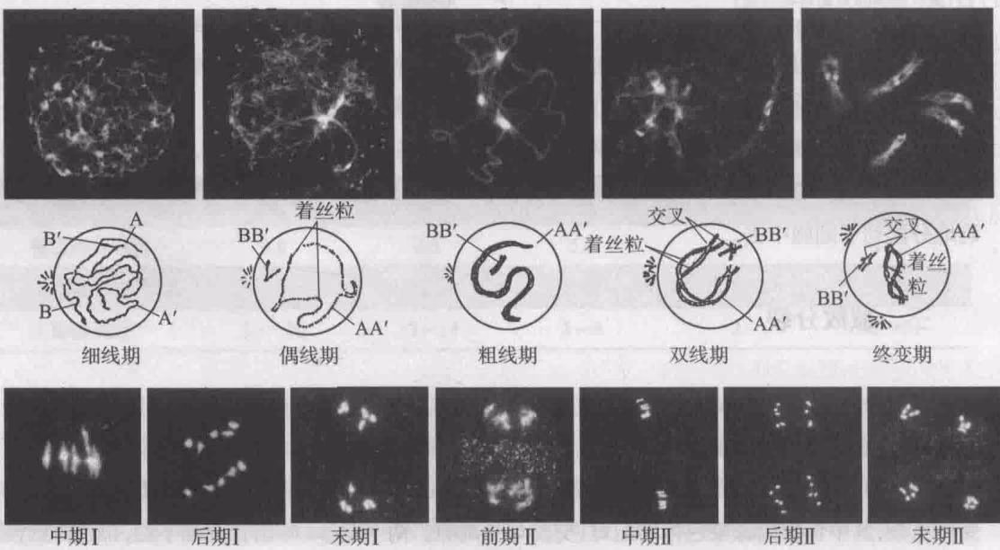 图3-8 减数分裂图解