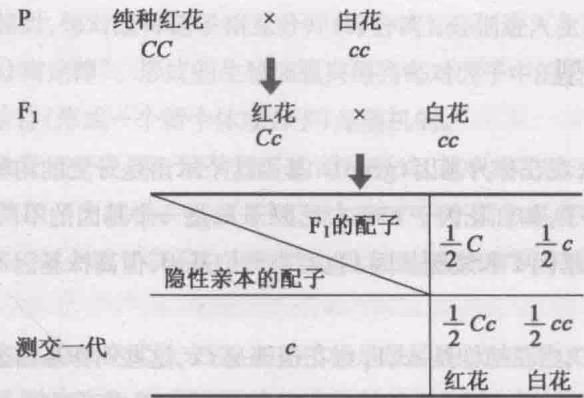 图2-3 豌豆花冠颜色的测交试验