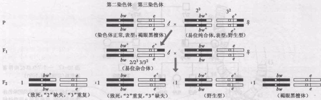 图 10-14 染色体易位引起的拟连锁现象