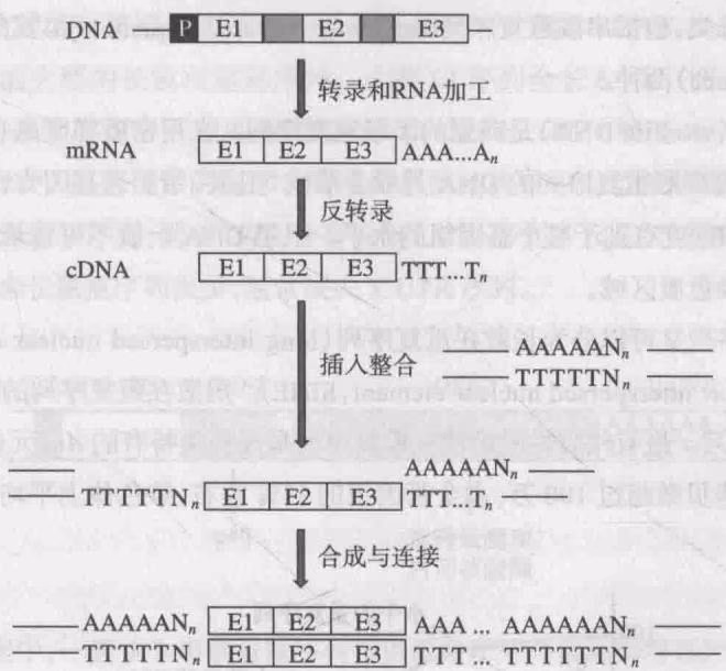 图 14-12 加工假基因的形成机制