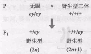 图 10-35 无眼个体(ey/ey)与三体野生型个体(+/+/+)的杂交结果