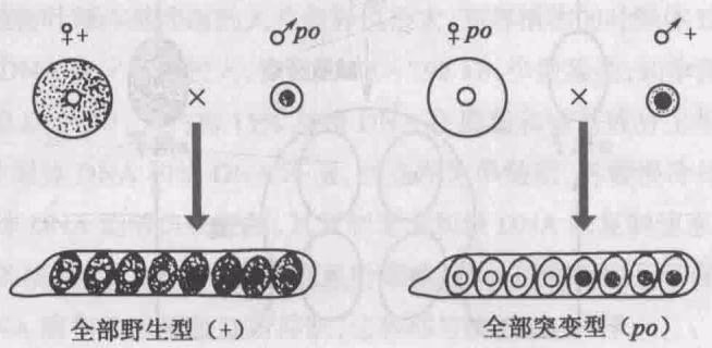 图 13-8 粗糙链孢霉的缓慢生长性状的母系遗传现象