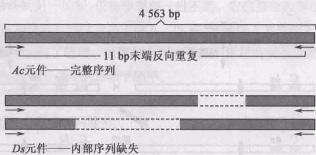 图12-16 Ac和Ds元件的结构示意图