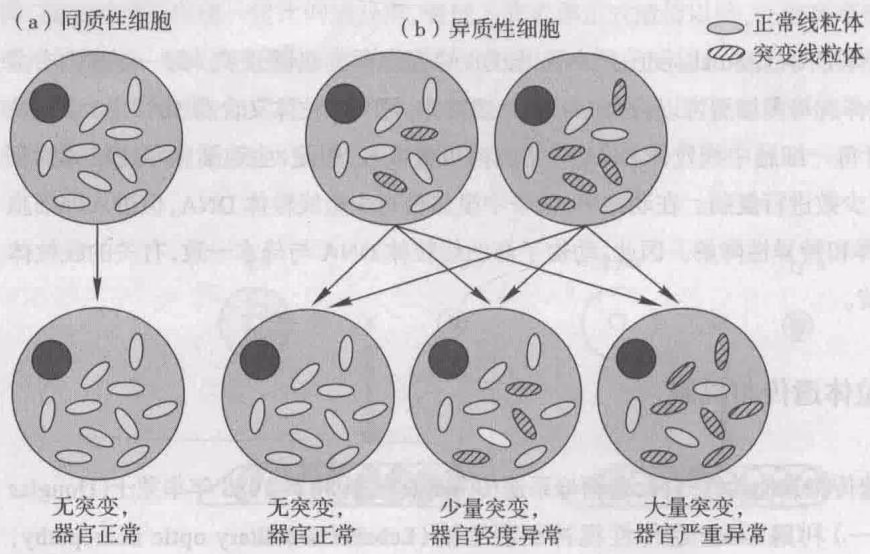 图 13-10 线粒体遗传中的表型不规律分离