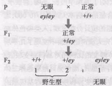 图 10-33 无眼个体(ey/ey)与正常个体的杂交结果
