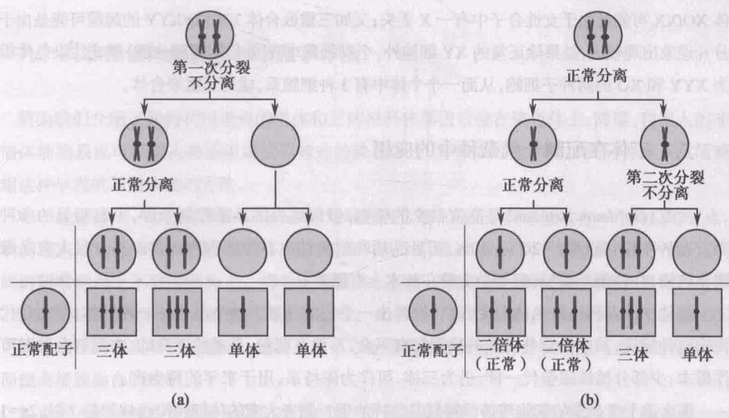 图10-38 减数分裂不分离诱导非整倍体产生的机制