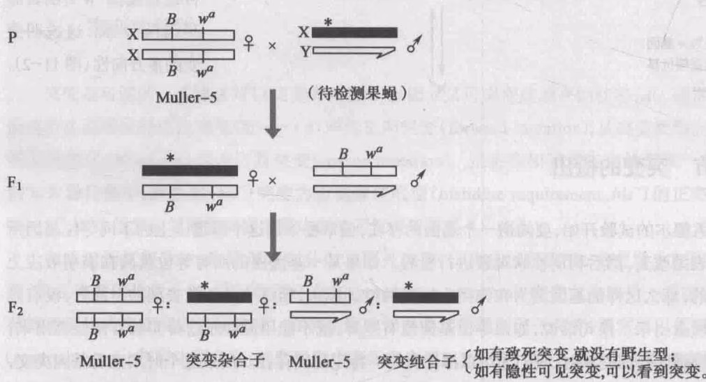 图 11-3 用 Muller-5 技术检出 X 连锁隐性致死突变和隐性可见突变