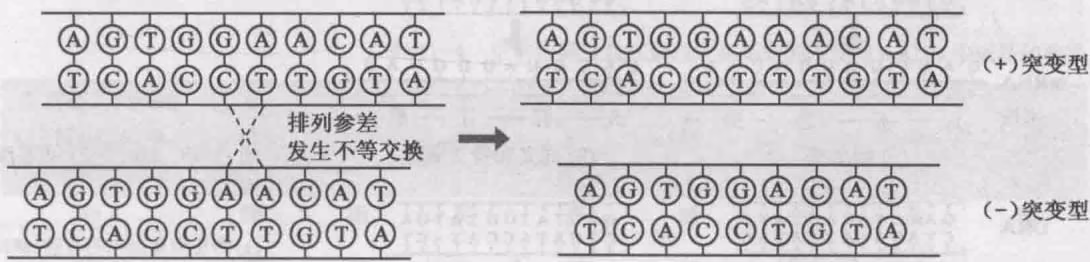 图11-17 叮啶诱变机理的说明