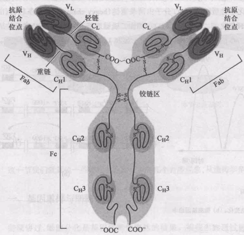 图17-17 IgG分子的结构示意图