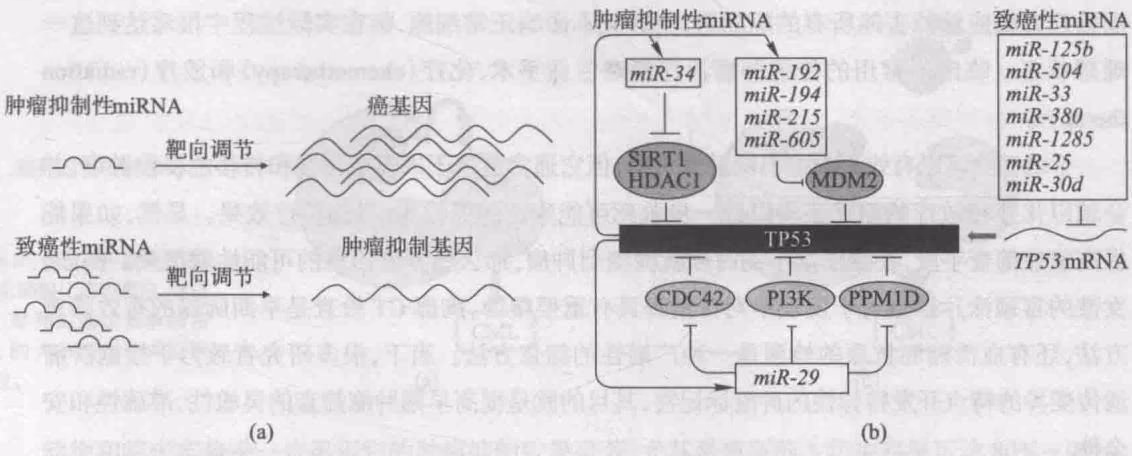 图 18-16 miRNAs 参与调节肿瘤发生的途径