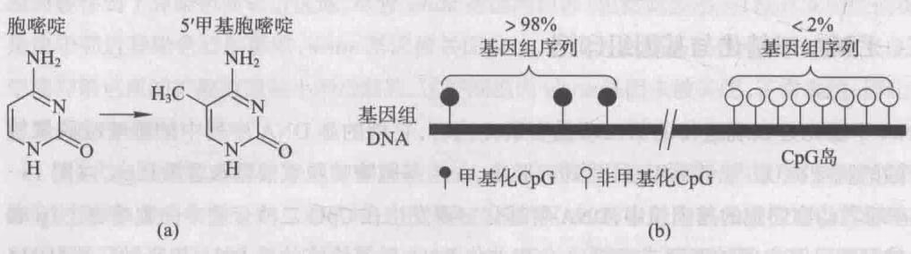图 15-49 DNA 甲基化修饰与分布特征