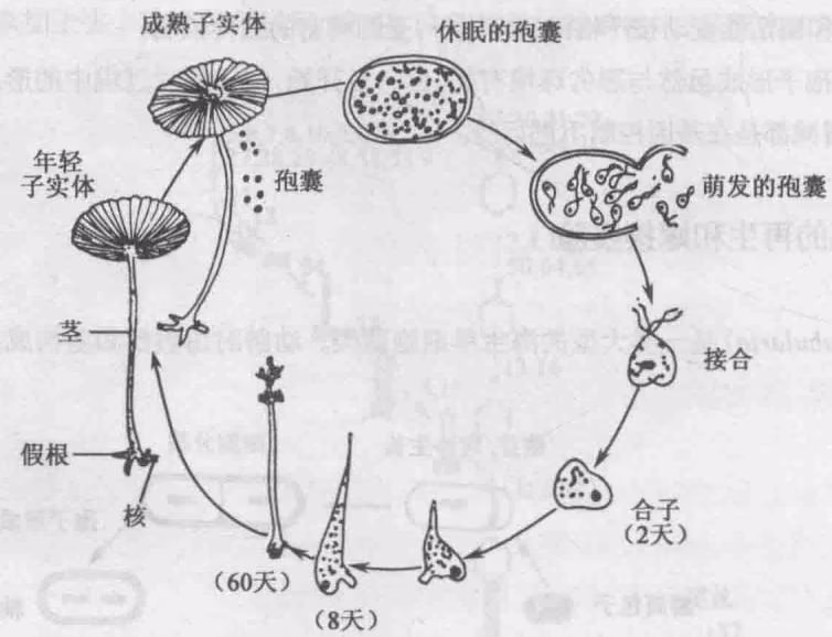 图17-27 伞藻的生活史