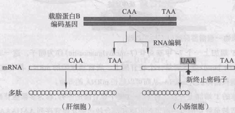 图 15-28 哺乳动物小肠细胞中载脂蛋白 B 编码基因的 RNA 编辑