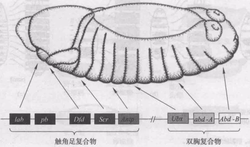 图 17-11 黑腹果蝇 3 号染色体上的同源异形基因