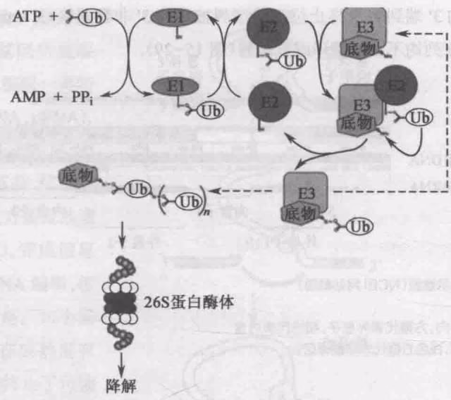 图15-30 泛素标记蛋白质降解的途径