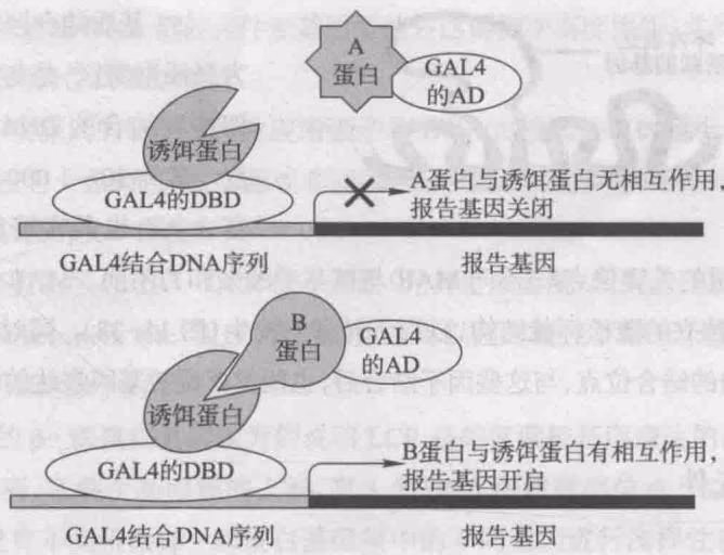 图15-40 酵母双杂交的基本实验原理