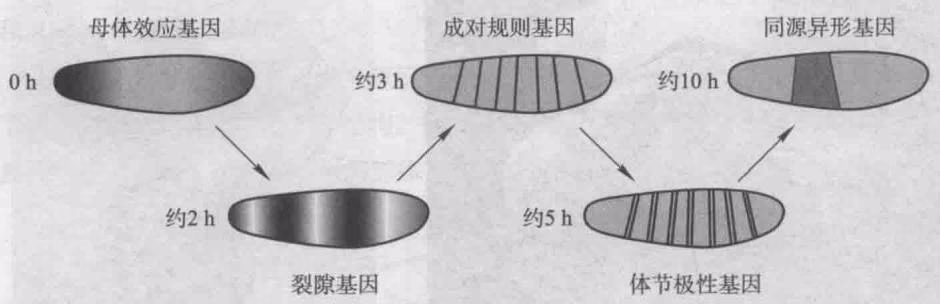 图17-14 果蝇胚胎早期发育相关基因的级联作用
