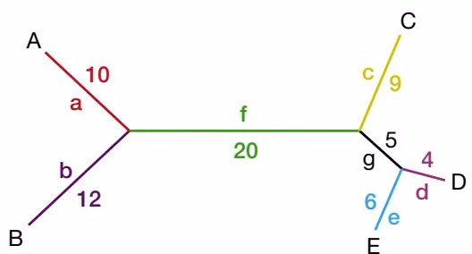 Figure 6.13. Tree showing relationships among sequences A–E.
