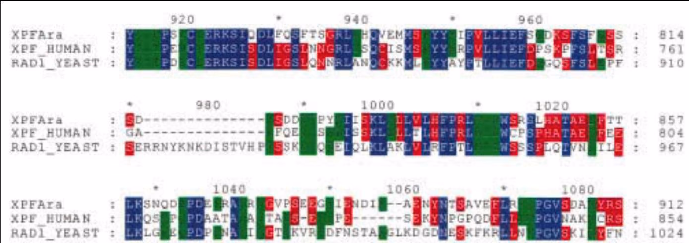 Figure 4.20. GeneDoc, a multiple sequence alignment editor with many useful features. Shown is an illustrative multiple