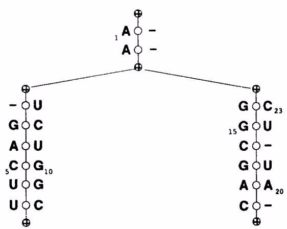 Figure 5.14. Tree model of RNA secondary structure. The model in A is represented by the ordered binary tree shown in B.